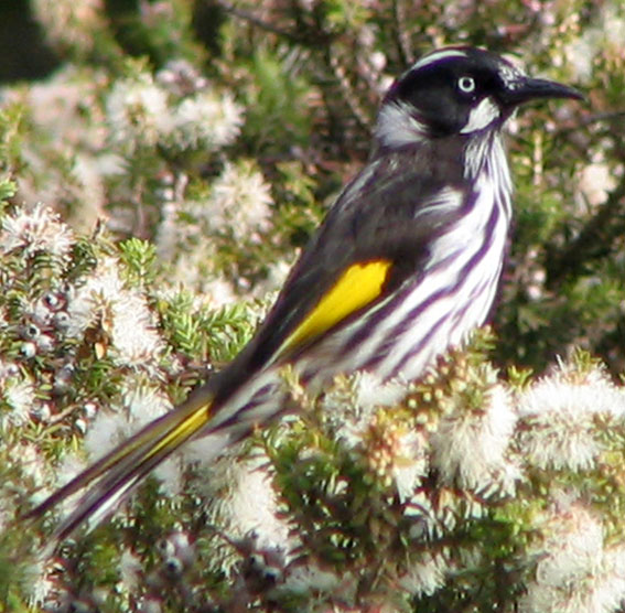 New Holland Honeyeater