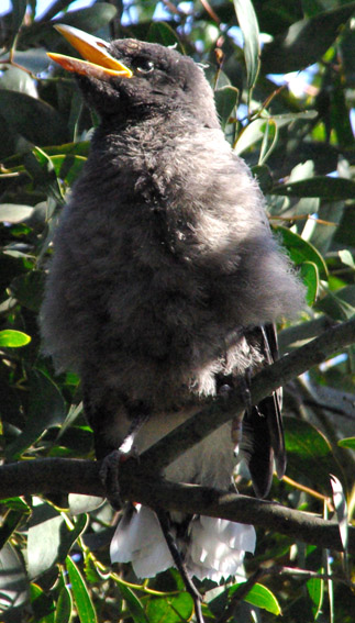 Pied Currawong