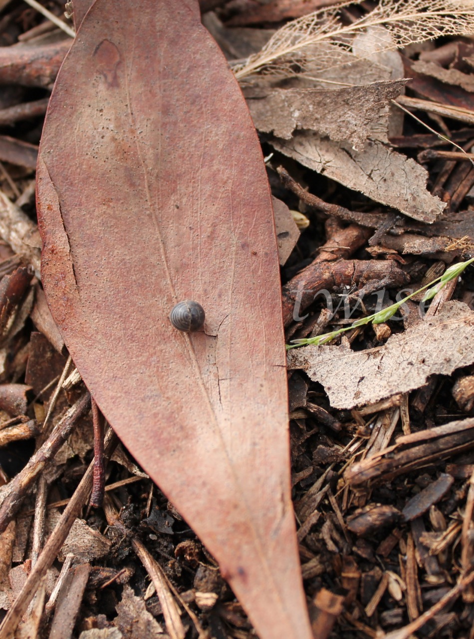 Pillbug