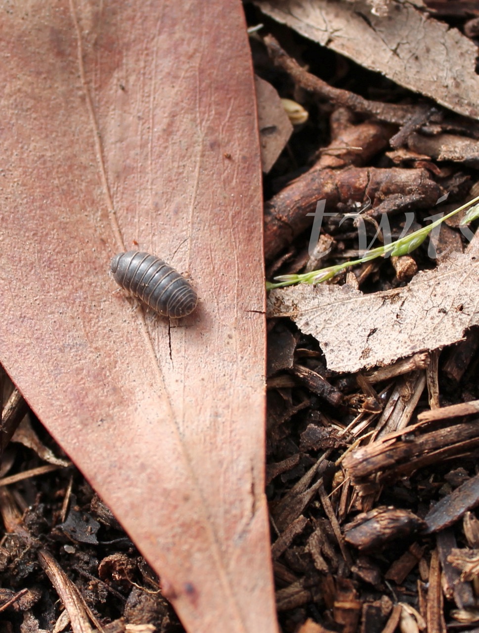 Pillbug