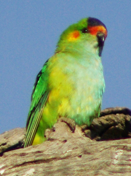 Purple-crowned Lorikeet