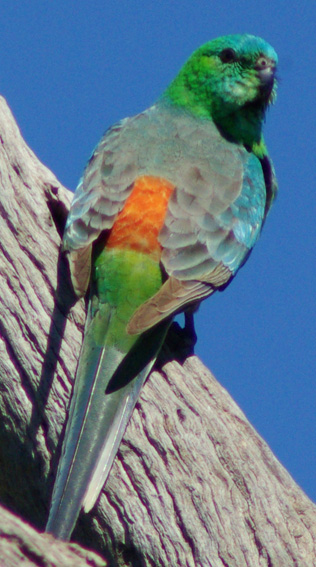 Red-rumped Parrot