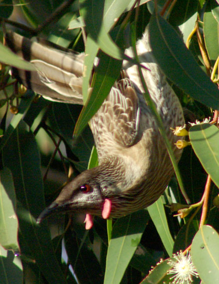 Red Wattlebird