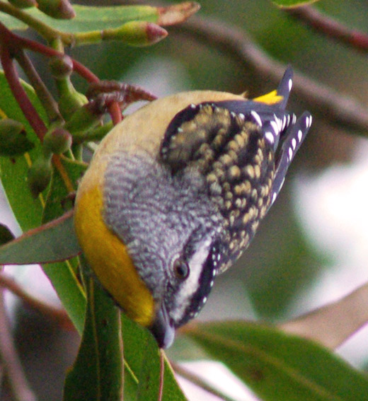 Spotted Pardalote