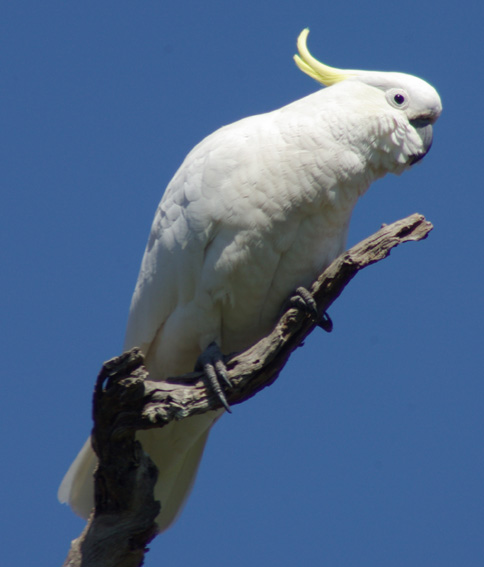 Sulphur-crested Cockatoo